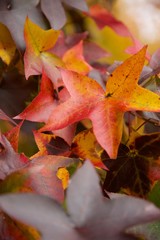 fall leaves