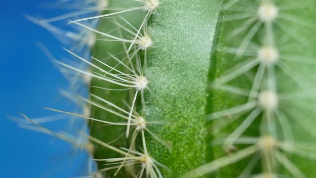 Green cactus with sharp needles and pink purple flower spins on blue background. Macro shoot concept of cactus protection from electro-radiation in office on workplace with PC or laptop