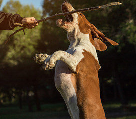 Dog playing jumping with its owner with a piece of wood or twig. Flying with the ears