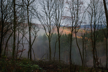 Forst und Nebel Landschaft
