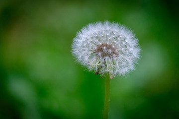 Obraz premium Beautiful dandelion flowers green turquoise background, macro