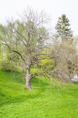 Obraz premium Spring nature in the Park in cloudy weather