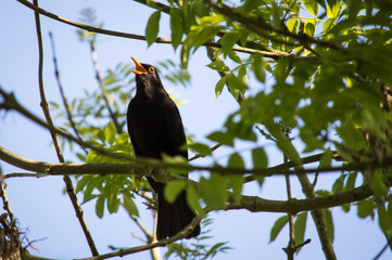 Blackbird singing on a branch