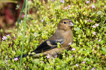 Bullfinch juvenile among wildflowers
