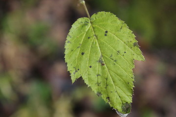 Leaves on the trees in late autumn.