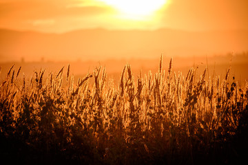 Wheat field, beautiful rural nature scene
