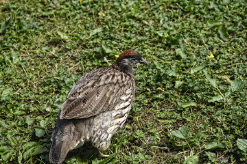 Bird Garden at Beautiful Country House near Leeds West Yorkshire that is not National Trust
