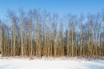 Bare trees in Dutch winter landscape of Flevoland