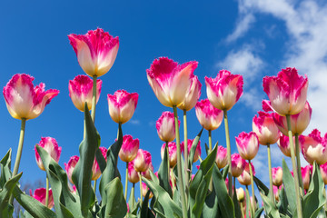 White and red tulips with blue sky background