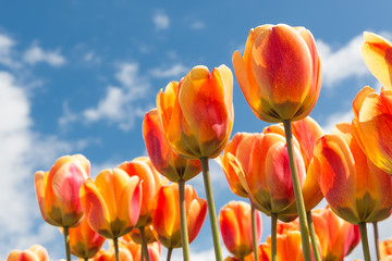 Transparant orange and yellow tulips with springtime sky background