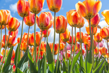 Bottom view of transparant orange and yellow tulips with blue sky background