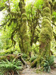 Moss Covered Trees in Olympic National Park © sdbower