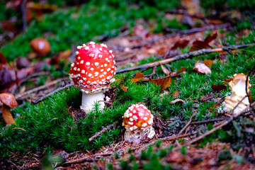 Amanita Muscaria, poisonous mushroom in the natural forest background
