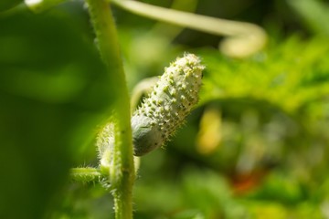 Small cucumber growing on twig