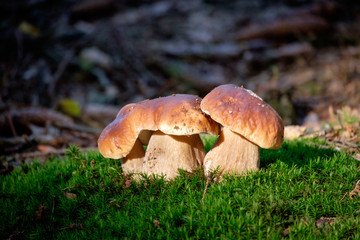 Boletus mushrooms on moss in the forest