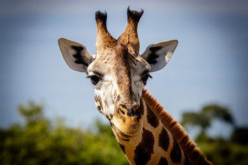 A beautiful curious Rothschild giraffe looking directly into the camera during a sunset safari in the Murchison nation park in Uganda.