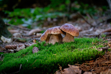 Boletus mushrooms on moss in the forest