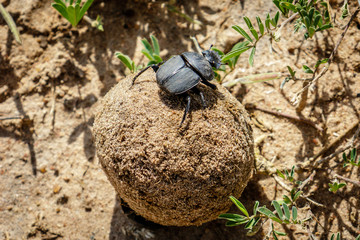 Ball of excrement rolled by a male dung beetle on the sand ground in the Murchison Falls National Park, Uganda in Africa. The female dung beetle is sitting on top and is enjoying the ride