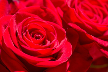 Roses. Two beautiful red roses. Blooming flowers. Macro.