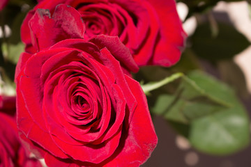 Roses. Two beautiful red roses. Blooming flowers. Macro.