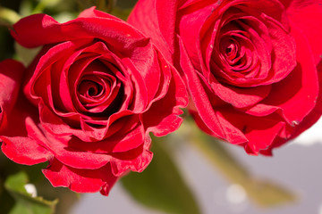 Roses. Two beautiful red roses. Blooming flowers. Macro.
