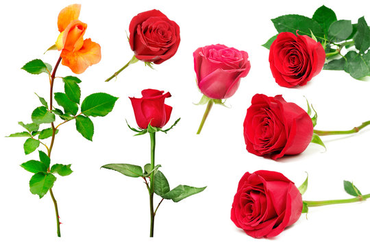Set of beautiful red roses isolated on white background.