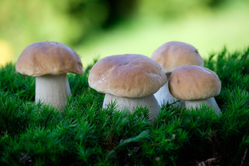Boletus mushrooms on moss in the forest