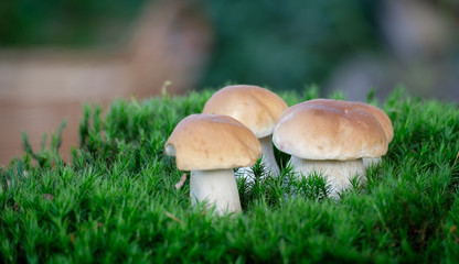 Boletus mushrooms on moss in the forest