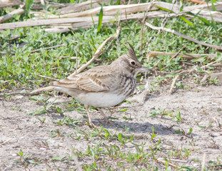 A crested lark (Galerida cristata) on the beach with its crest raised 