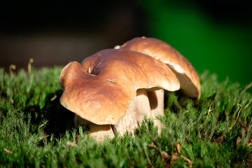 Boletus mushrooms on moss in the forest