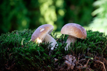 Boletus mushrooms on moss in the forest