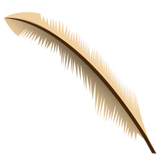 Isolated feather illustration