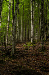 Fototapeta na wymiar Forest trees
