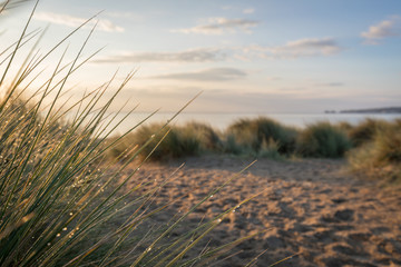 morning dew on grasses at beach