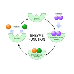 enzyme function - obrazy, fototapety, plakaty