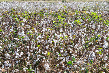 Cotton fields