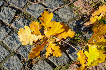 Autumn leaf fall: fallen yellow oak leaves on a granite cobbles in an autumn garden.