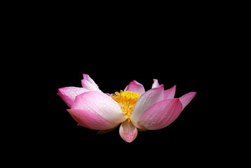 lotus flower on  black background