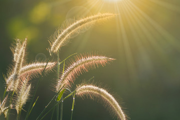 grass flower field on sun rise in the morning