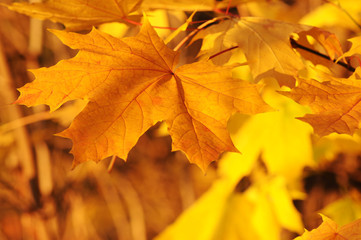A maple leaf in the autumn forest