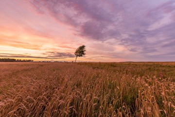 Summer sunset over wheat field