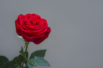 beautiful bud of a red rose