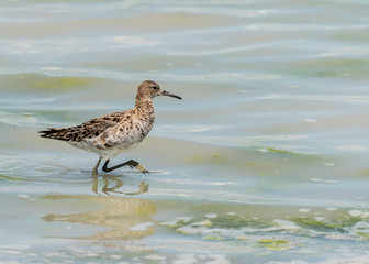 A ruff (Calidris pugnax) wading in a pond