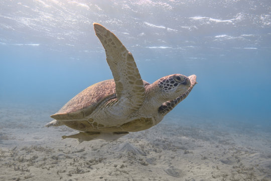 Green sea turtle swimming in the tropical sea