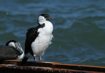 black faced cormorant
