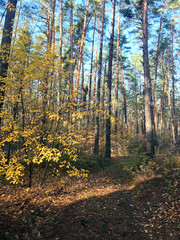 yellow leaves in the autumn forest