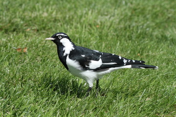 magpie lark