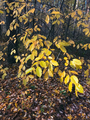 yellow leaves in the autumn forest