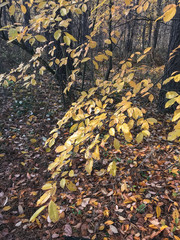 yellow leaves in the autumn forest