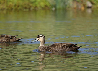 pacific black duck